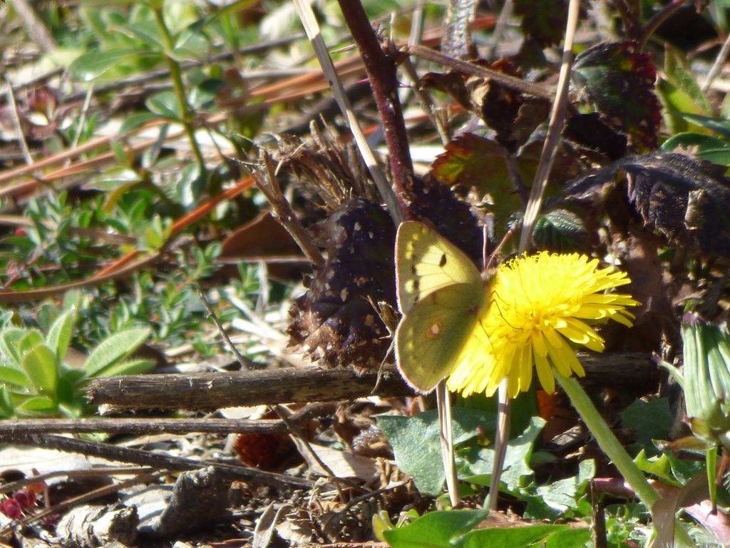 Colias crocea forma Helice.